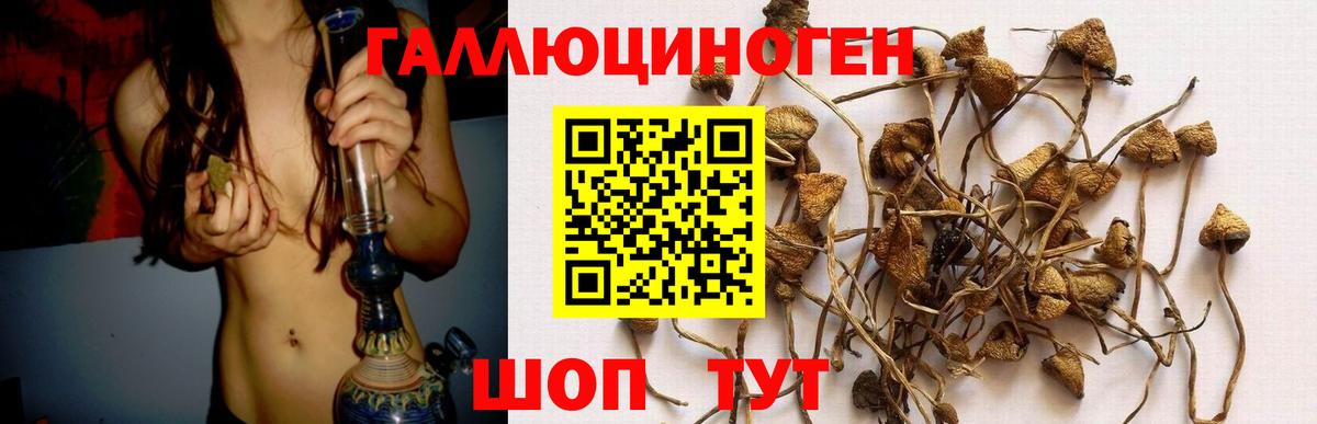 Железноводск  Псилоцибиновые грибы Cubensis  Вход с VPN 